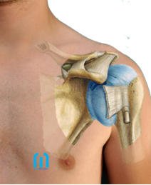 Artroscopia de Hombro. Anatomía