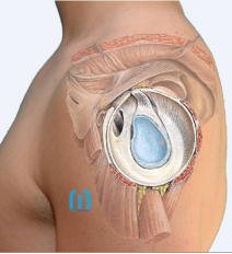 Artroscopia de Hombro. Anatomía
